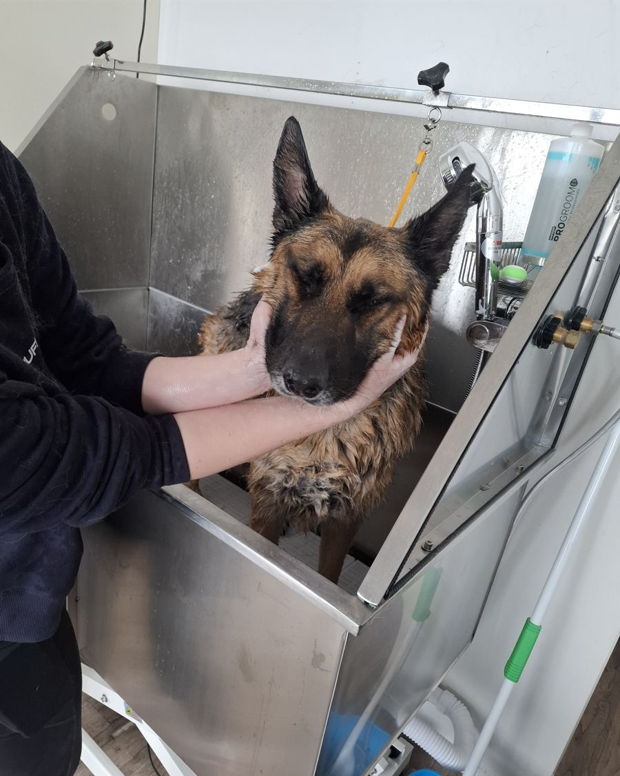 A German Shepherd having its face gently held during a bath