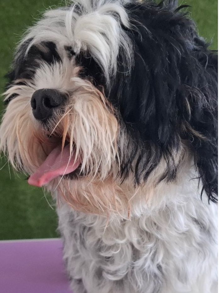 Shih Tzu cross before grooming, with a long shaggy face