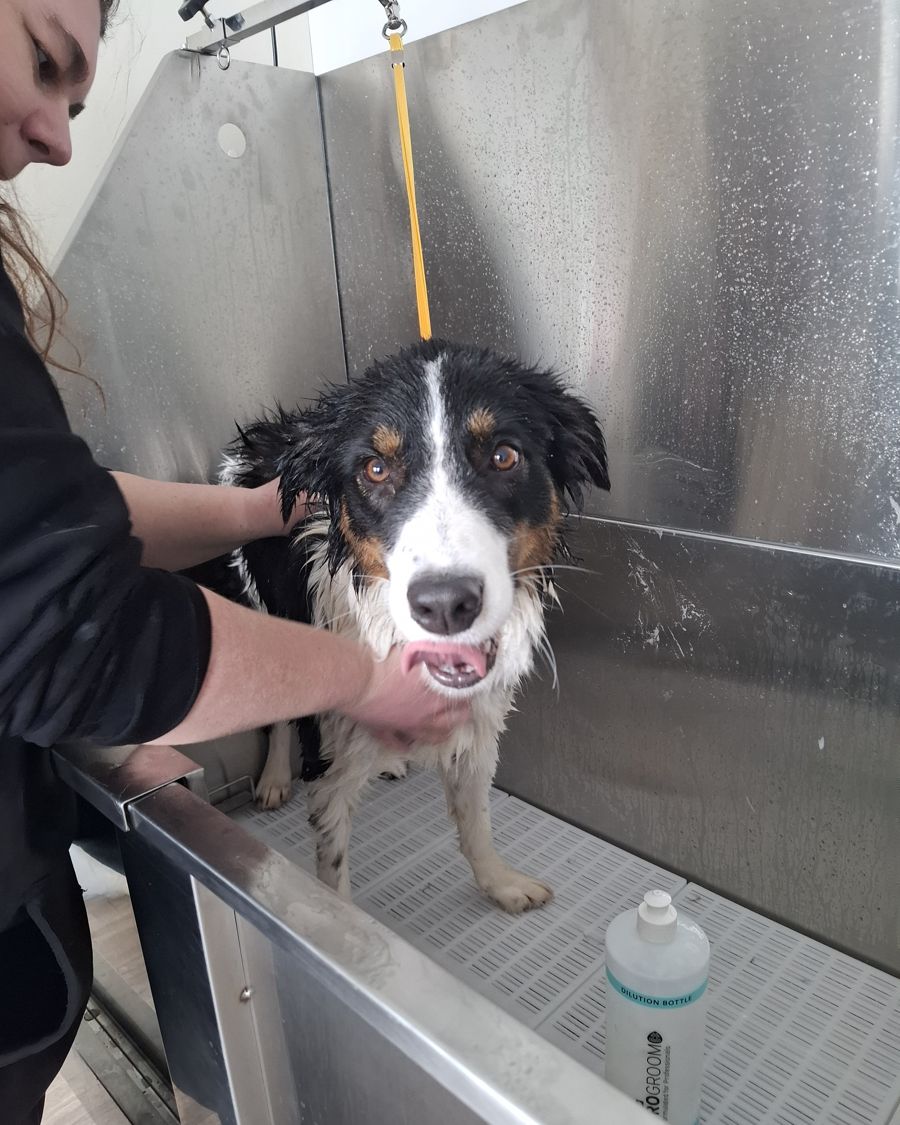 A smiling collie cross in the grooming bath at K9 Clubhouse