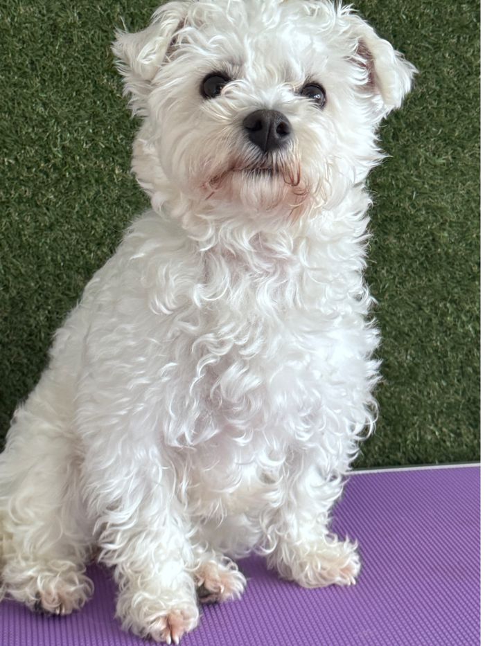 White terrier cross before grooming, fluffy and curly