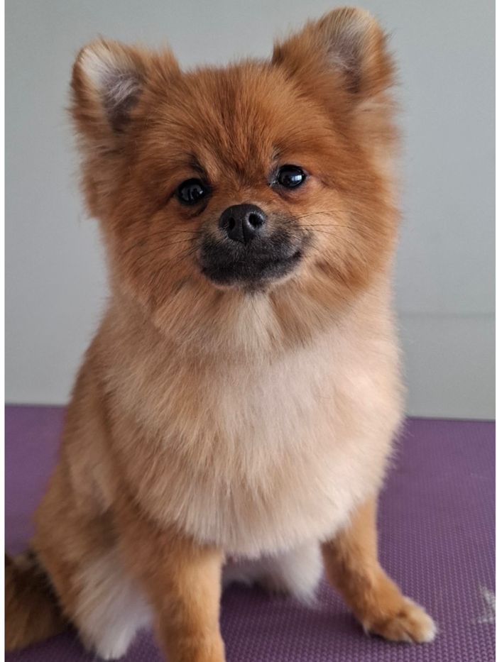Pomeranian after grooming, with a rounded tidy coat
