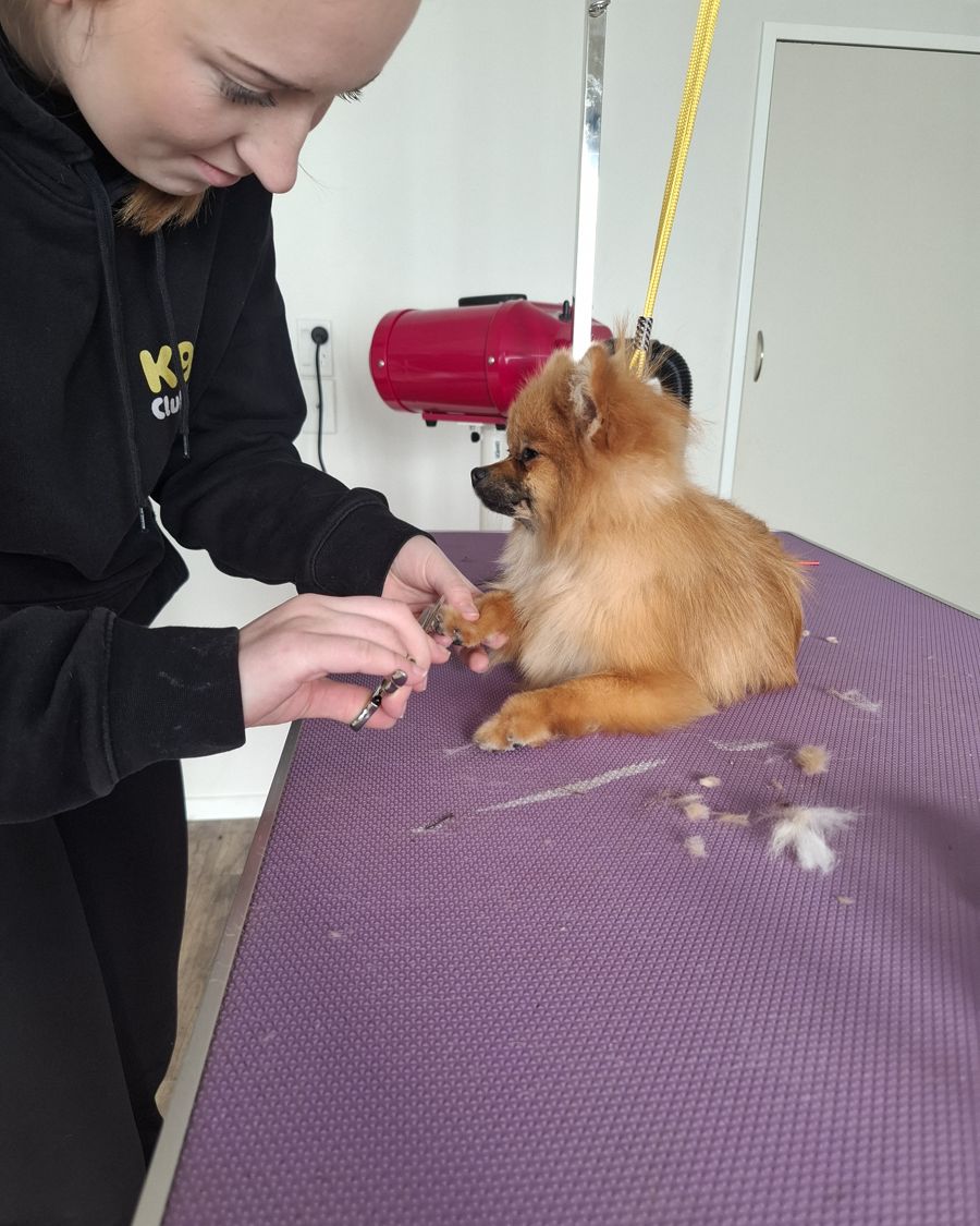A K9 Clubhouse team member trimming a Pomeranian's nails on the grooming table