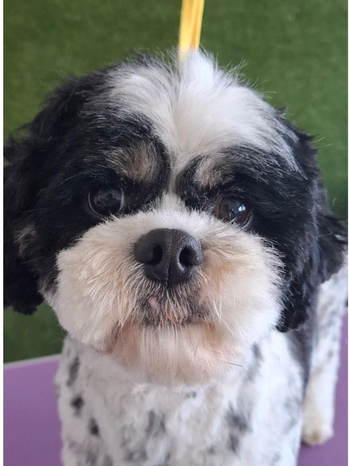 Shih Tzu cross after grooming, with a neat rounded face