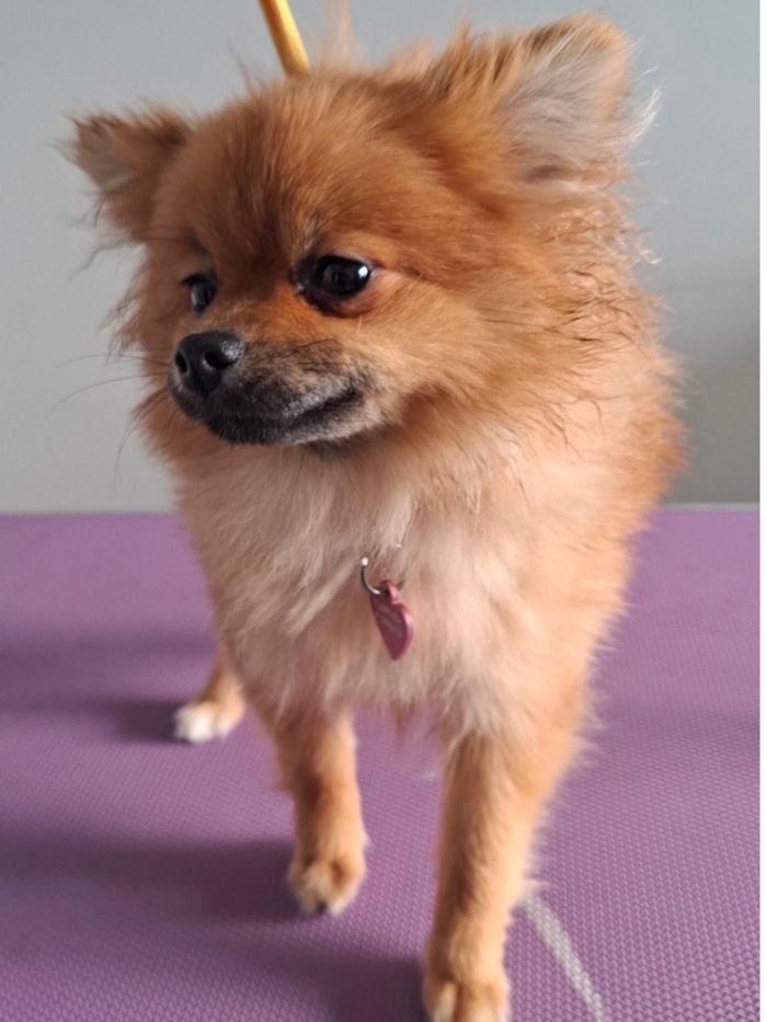 Pomeranian before grooming, with a scruffy coat
